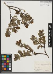 Foto von Salix appendiculata Vill.